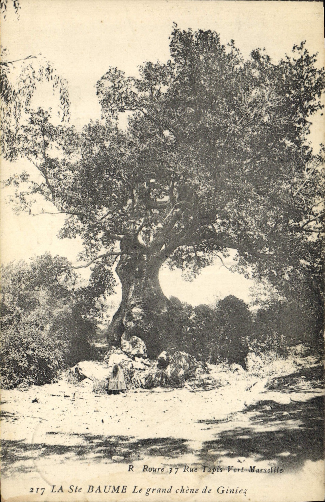 CPA Arbre La Sainte Baume Le grand chene de Giniez 