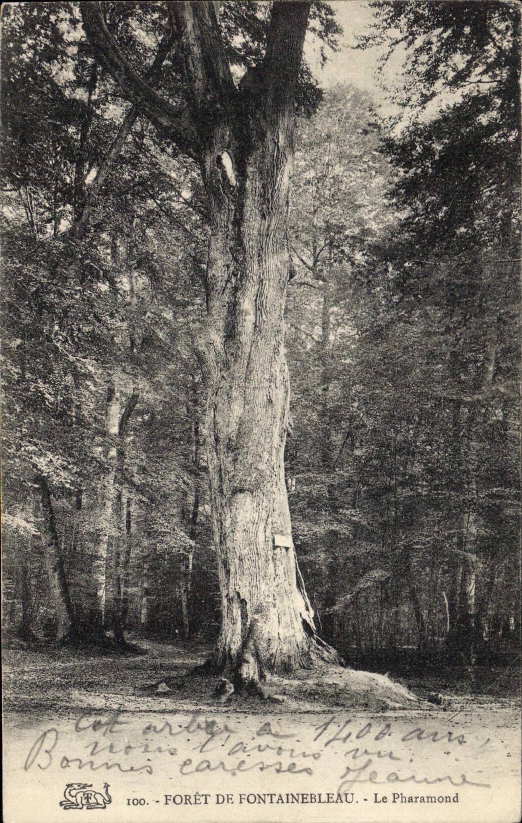 CPA Arbre Foret de Fontainebleau Le Pharamond 