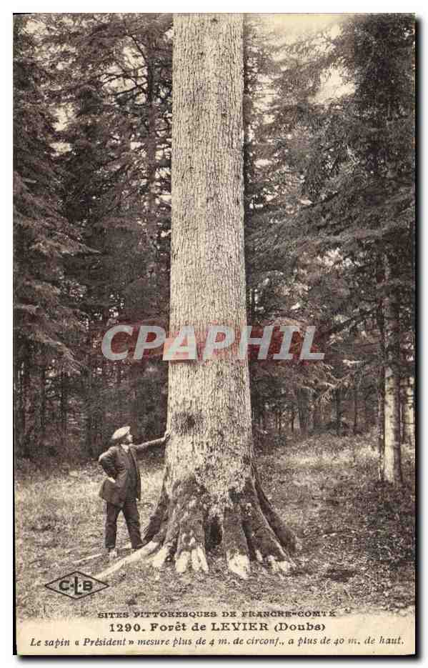 CPA Arbre Foret de Levier Doubs Le sapin President 
