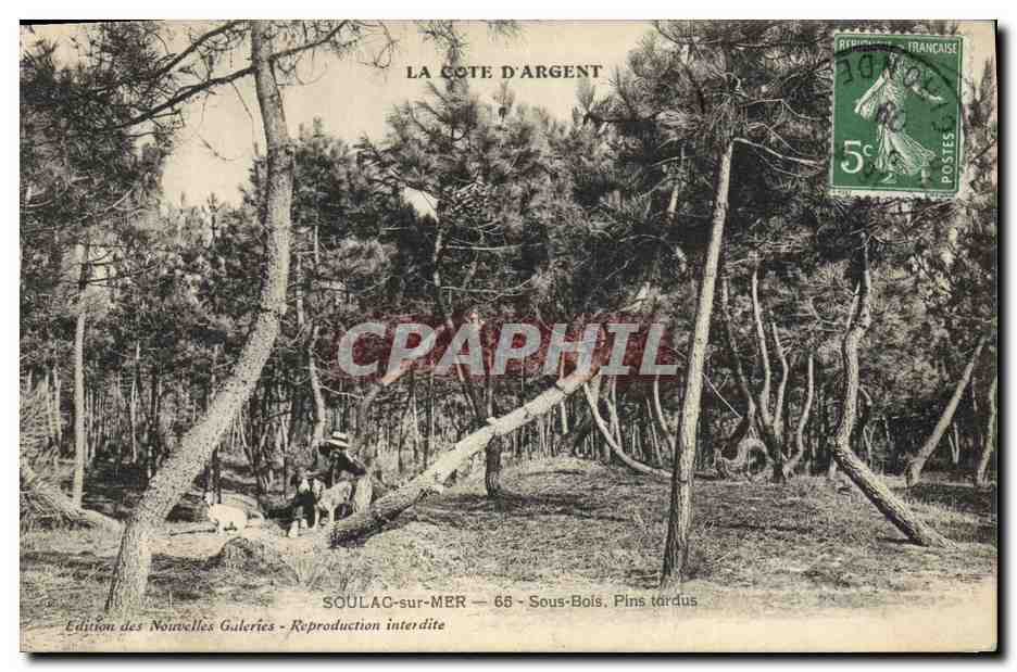 CPA Arbre Soulac sur Mer Sous bois Pins tordus 