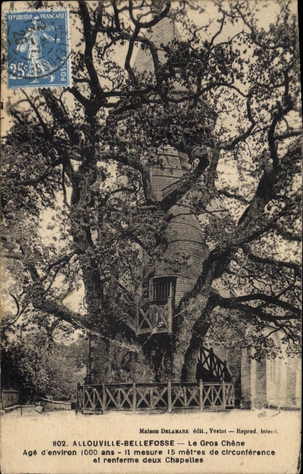 CPA Arbre Allouville Bellefosse Le gros chene 