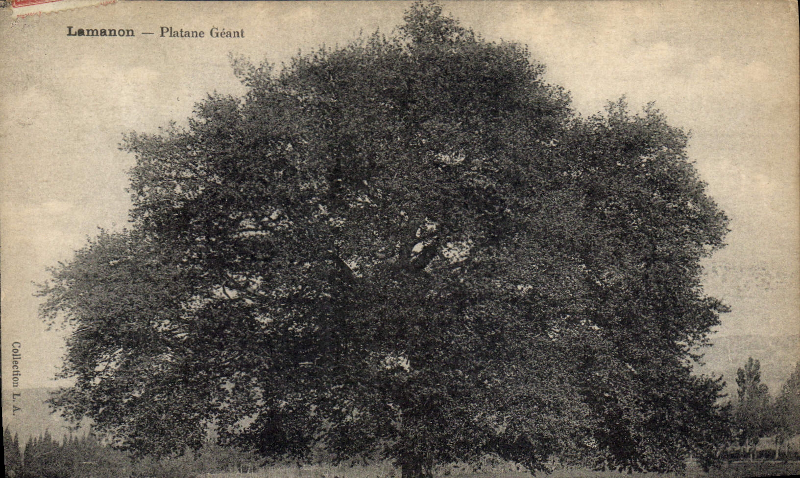 CPA Arbre Lamanon Platane geant 