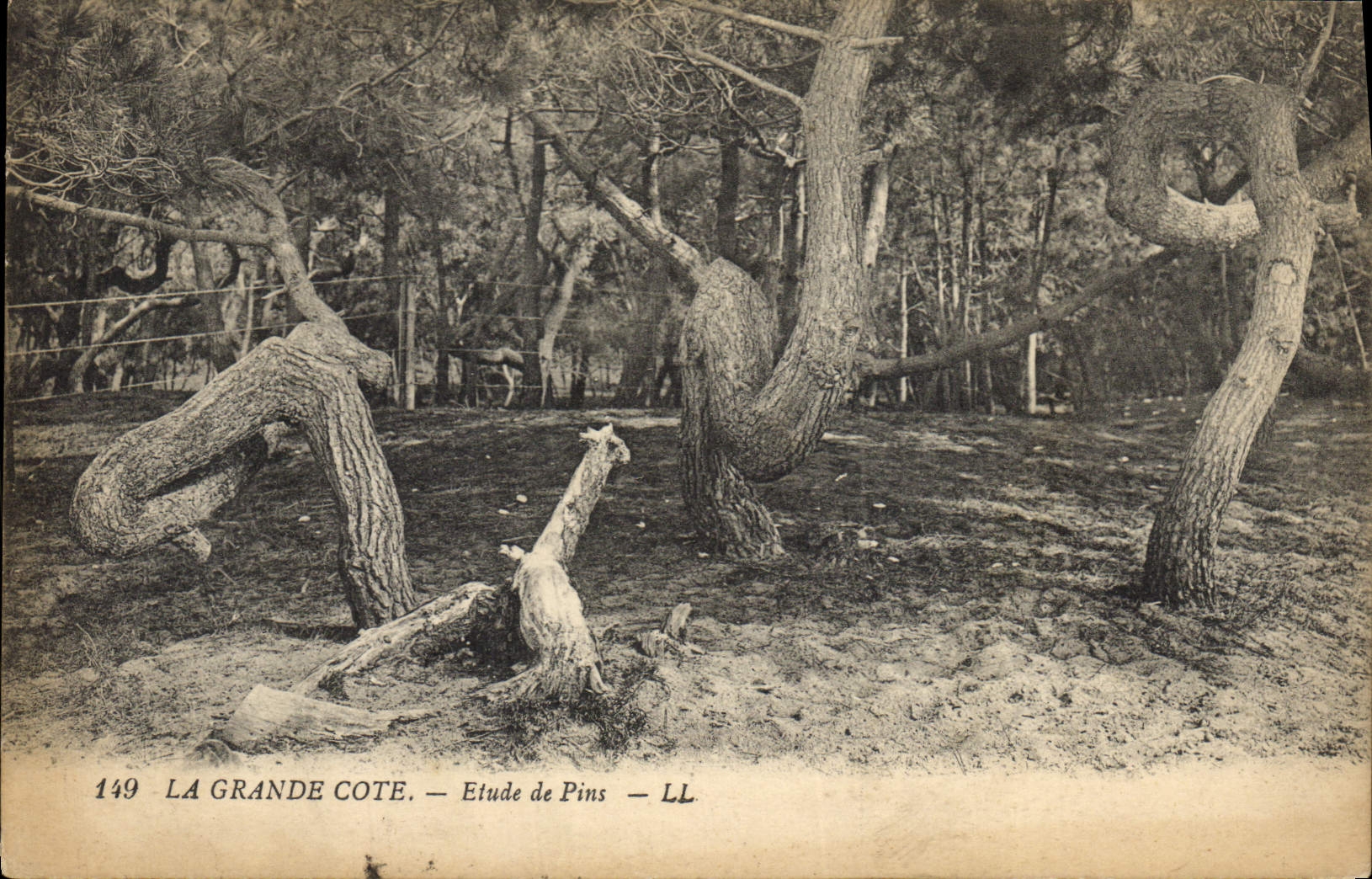 CPA Arbre La Grande Cote Etude de pins 