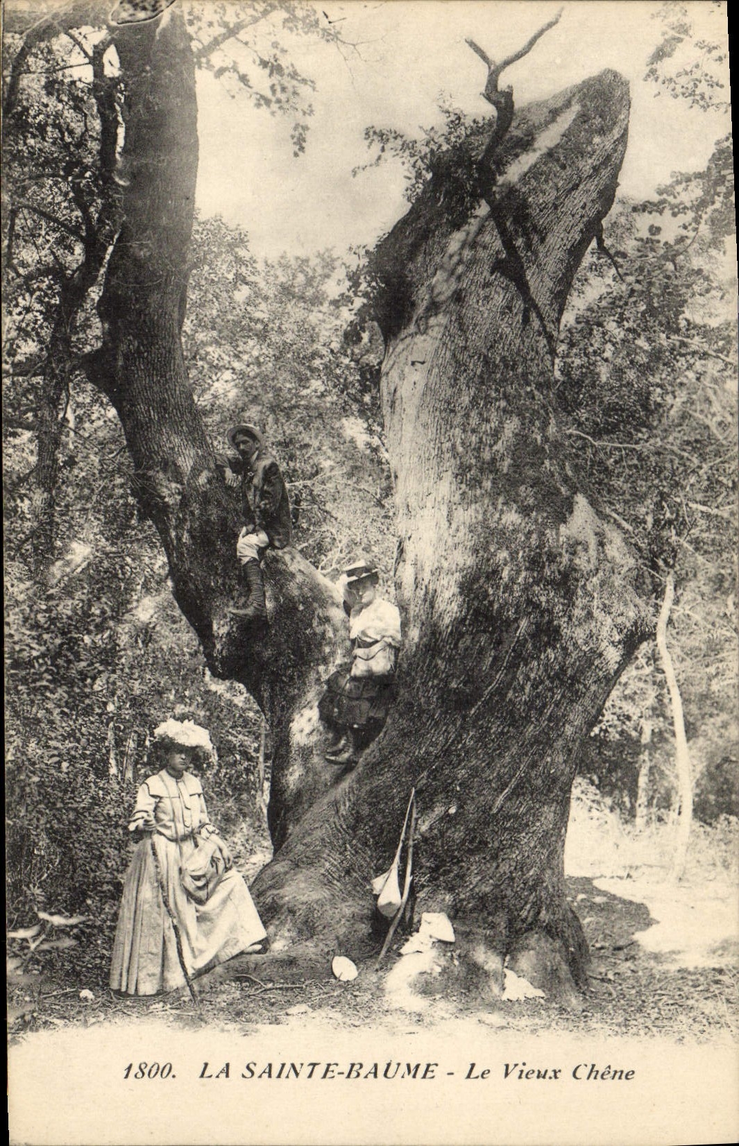CPA Arbre La Sainte Baume Le vieux chene 