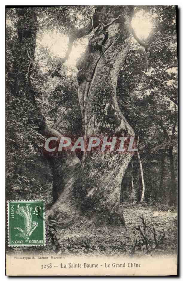 CPA Arbre La Sainte Baume Le grand chene 