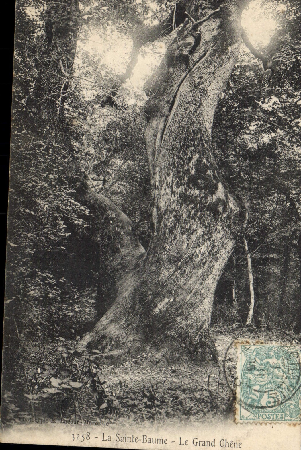 CPA Arbre La Sainte Baume Le grand chene 