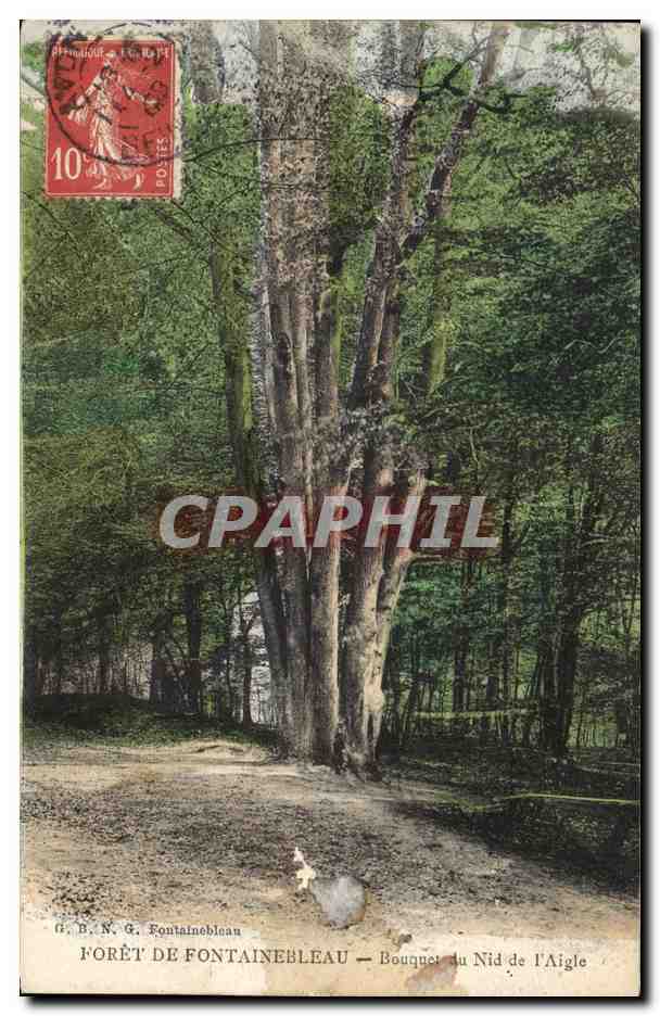 CPA Arbre Foret de Fontainebleau Bouquet du nid de l'aigle 