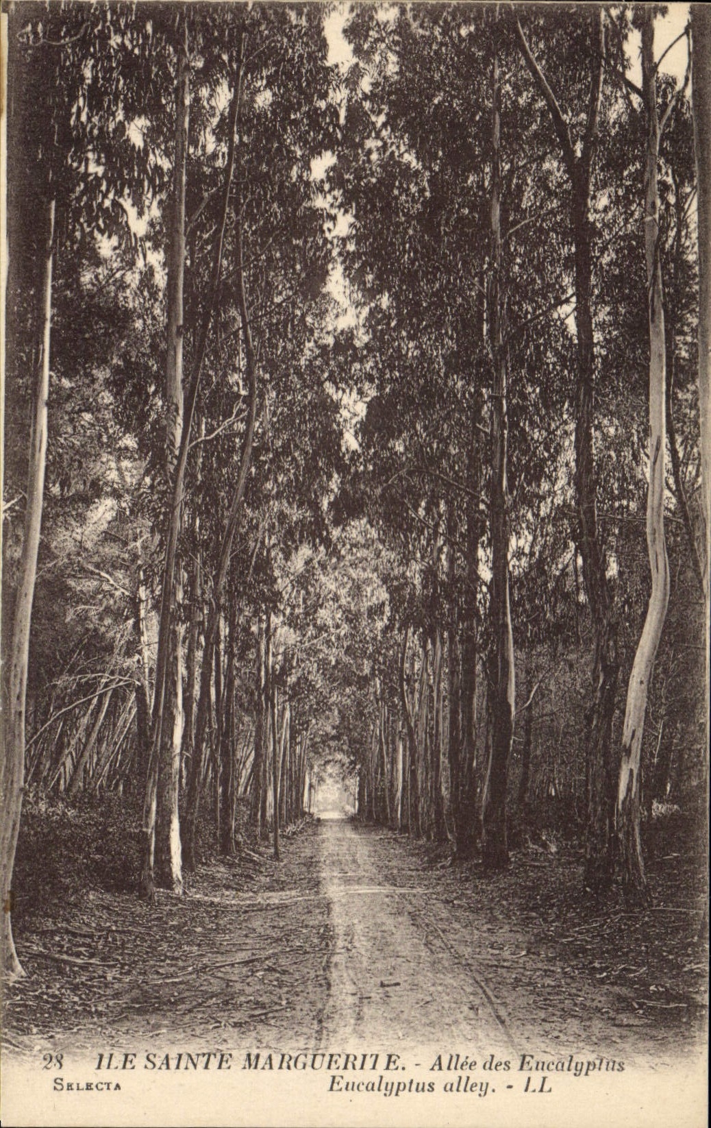 CPA Arbre Ile Sainte Marguerite Allee des Eucalyptus 