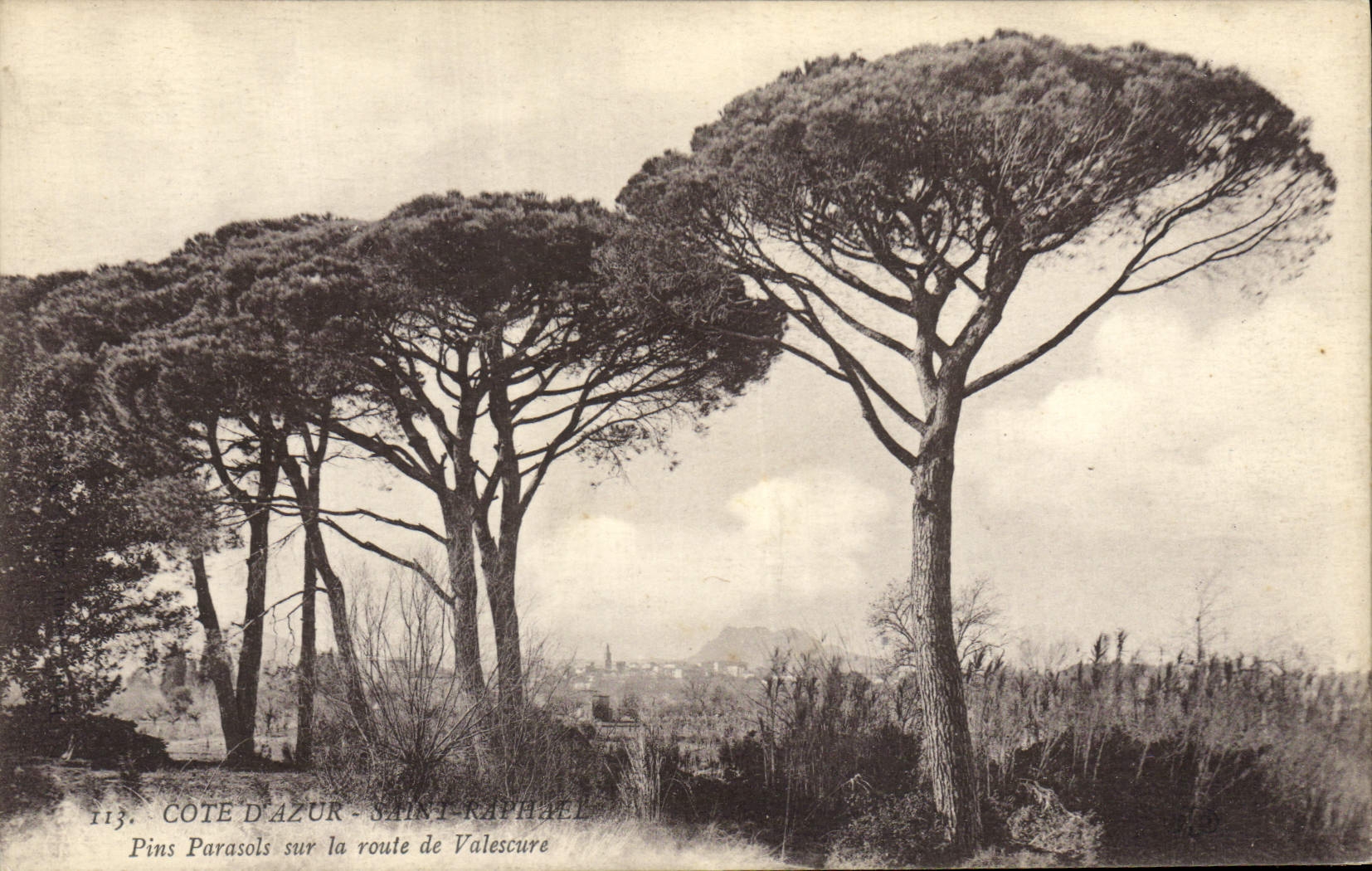 CPA Arbre Saint Raphael Pins parasols sur la route de Valescure 
