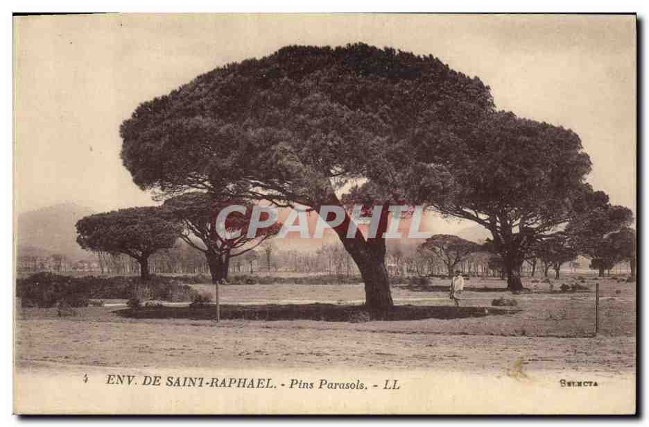 CPA Arbre Environs de Saint Raphael Pins parasols 