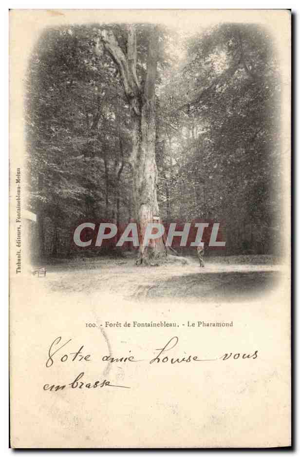 CPA Arbre Foret de Fontainebleau Le Pharamond 
