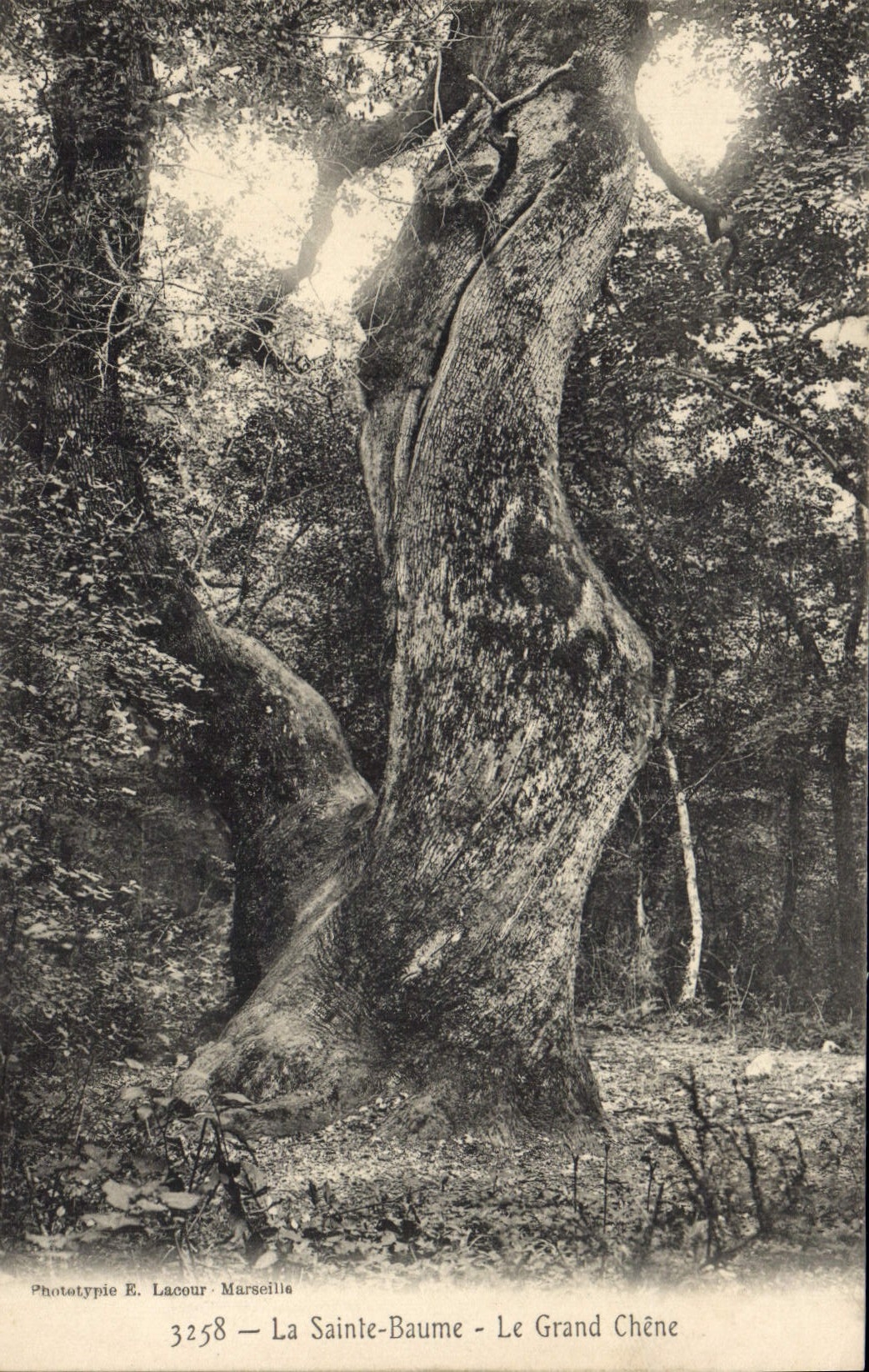 CPA Arbre La Sainte Baume Le grand chene 