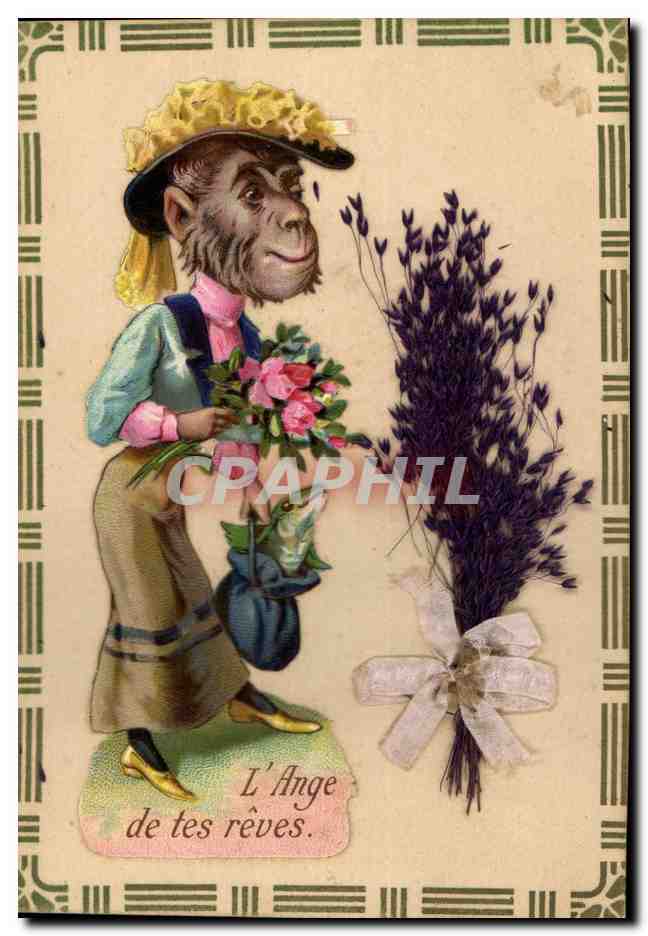 Chimpanzé en tenue féminine — L'Ange de tes rêves — éditeur non visible