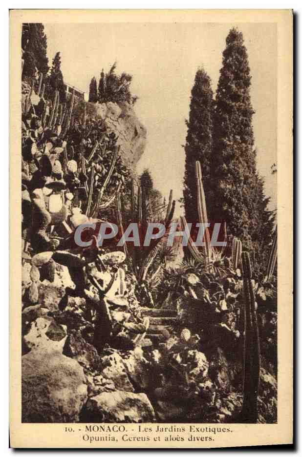 CPA Monaco Jardins exotiques Opuntia Cereus et aloes divers 