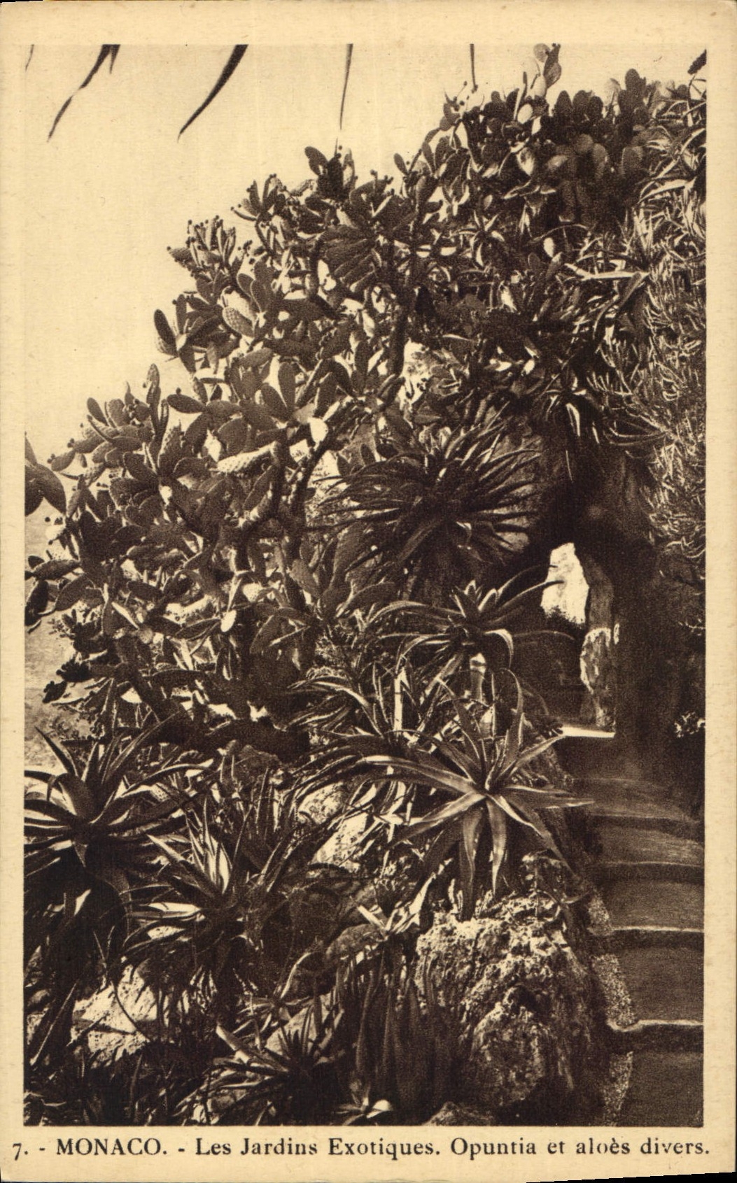 CPA Monaco Jardins exotiques Opuntia et aloes divers 