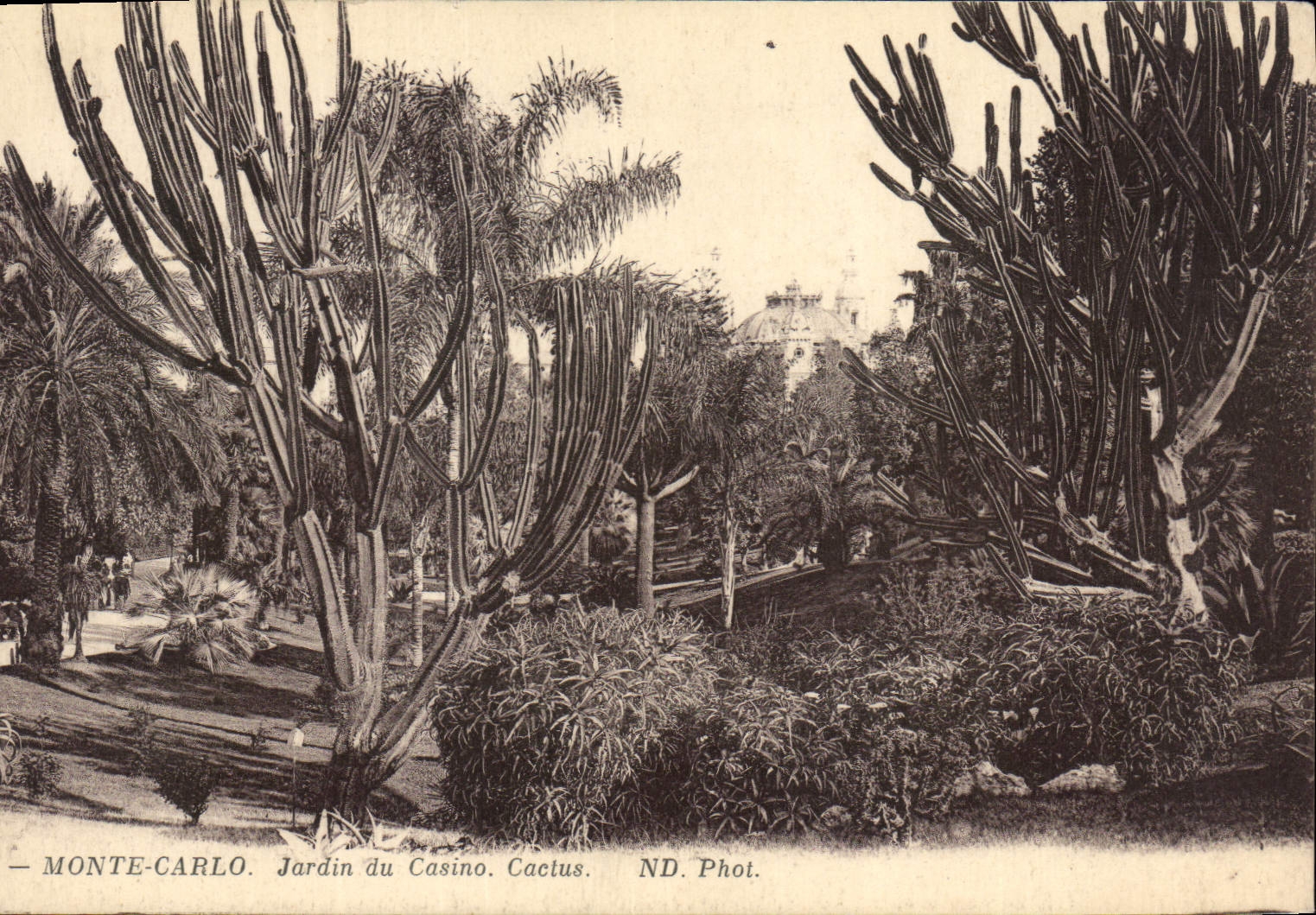 CPA Monte Carlo Jardin du casino Cactus 