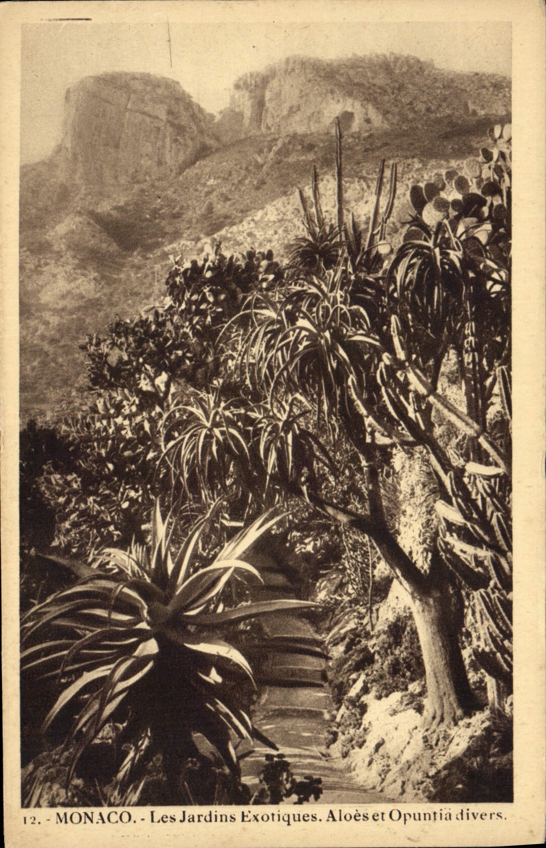 CPA Monaco Les jardins exotiques Aloes et opuntia divers 