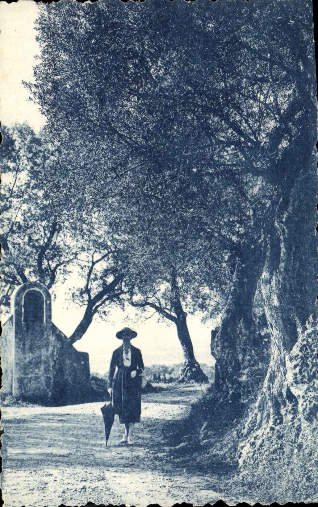 CPA Arbre La Cote d'Azur Oliviers
