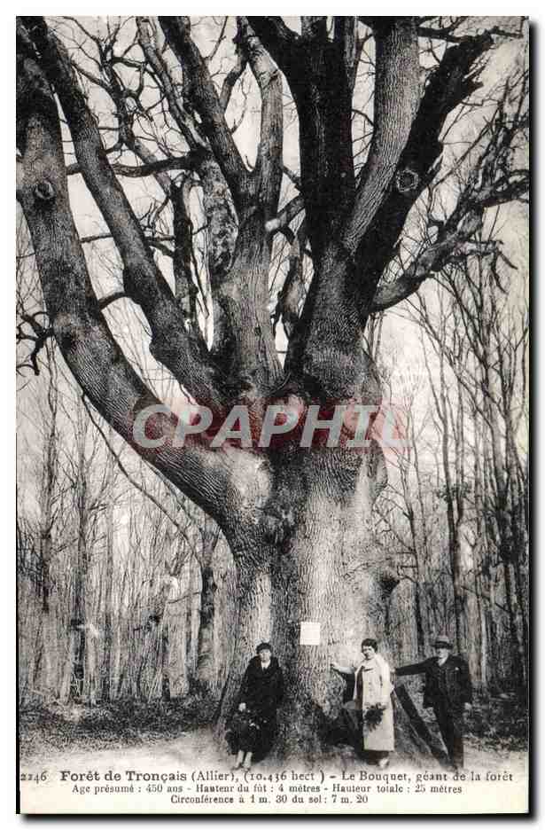 CPA Arbre Foret de Troncais Allier Le bouquet geant de la foret