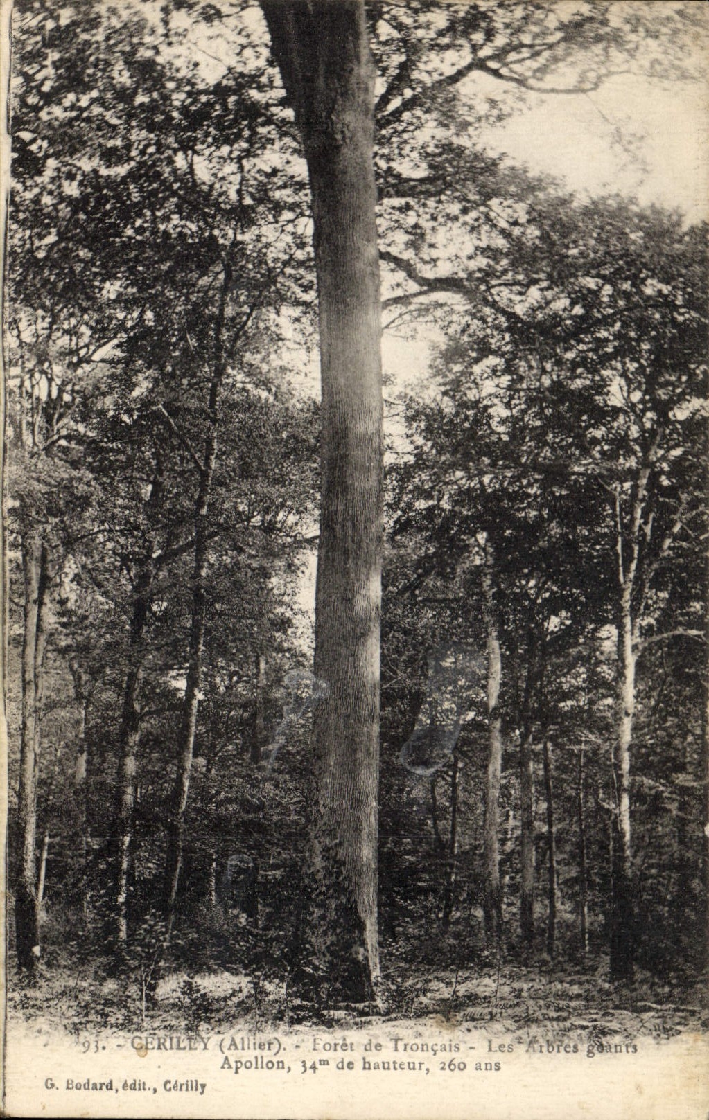CPA Arbre Cerilly Foret de Troncais Les arbres geants Apollon