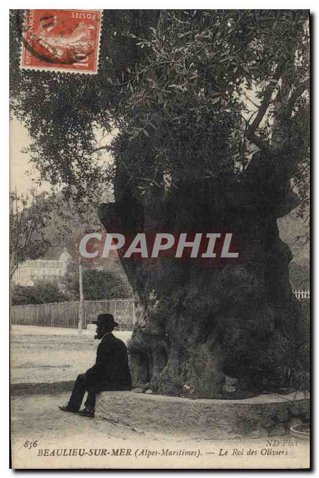 CPA Arbre Beaulieu sur Mer Le roi des oliviers