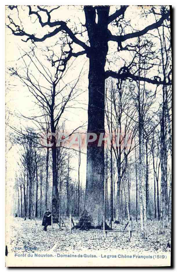 CPA Arbre Foret de Nouvion Domain de Guise Le gros chene Francois