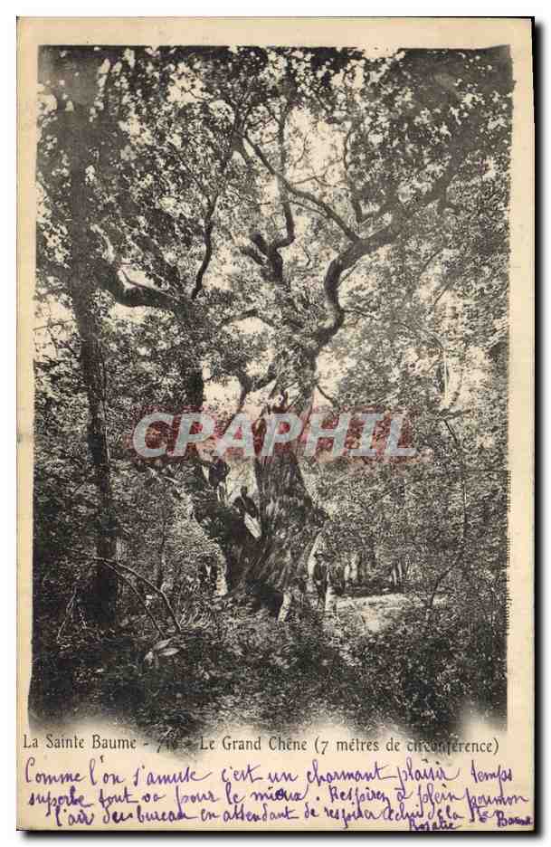 CPA Arbre La Sainte Baume Le grand chene 