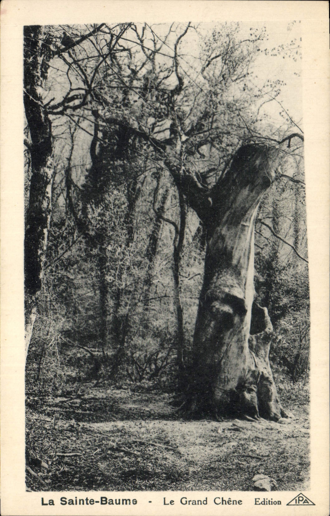 CPA Arbre La Saint Baume Le grand chene 