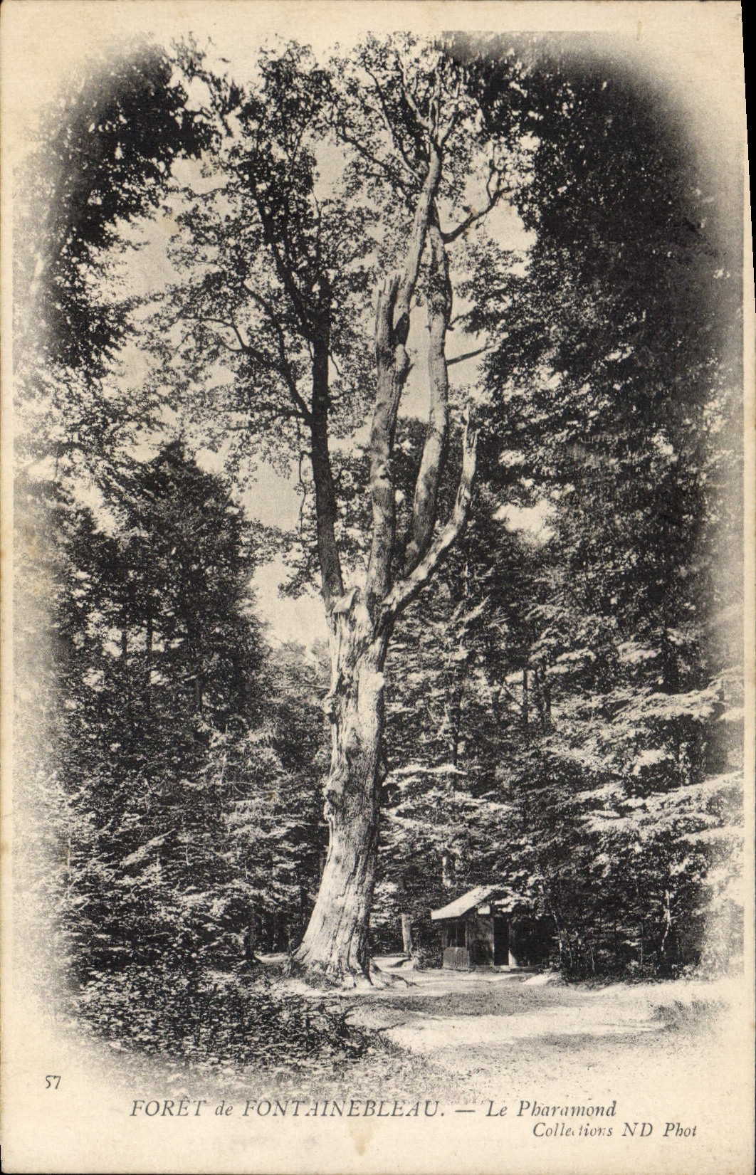 CPA Arbre Foret de Fontainebleau Le Pharamond