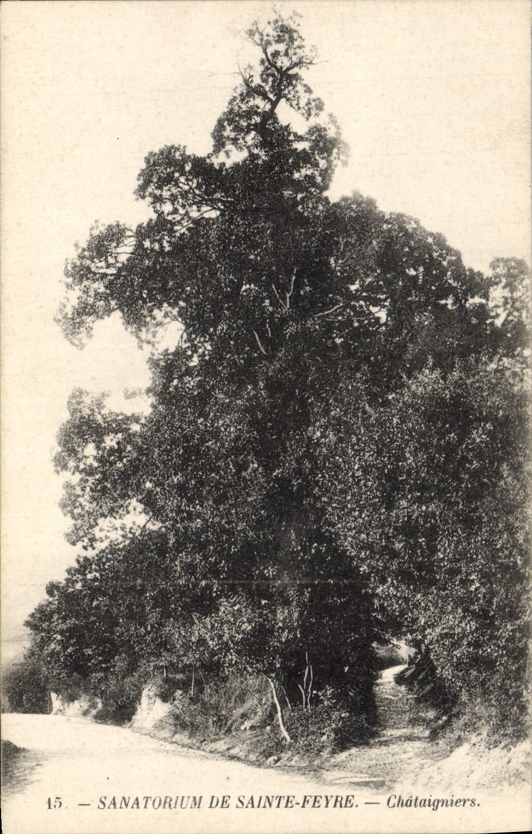 CPA Arbre Sanatorium de Sainte Feyre Chataigniers 