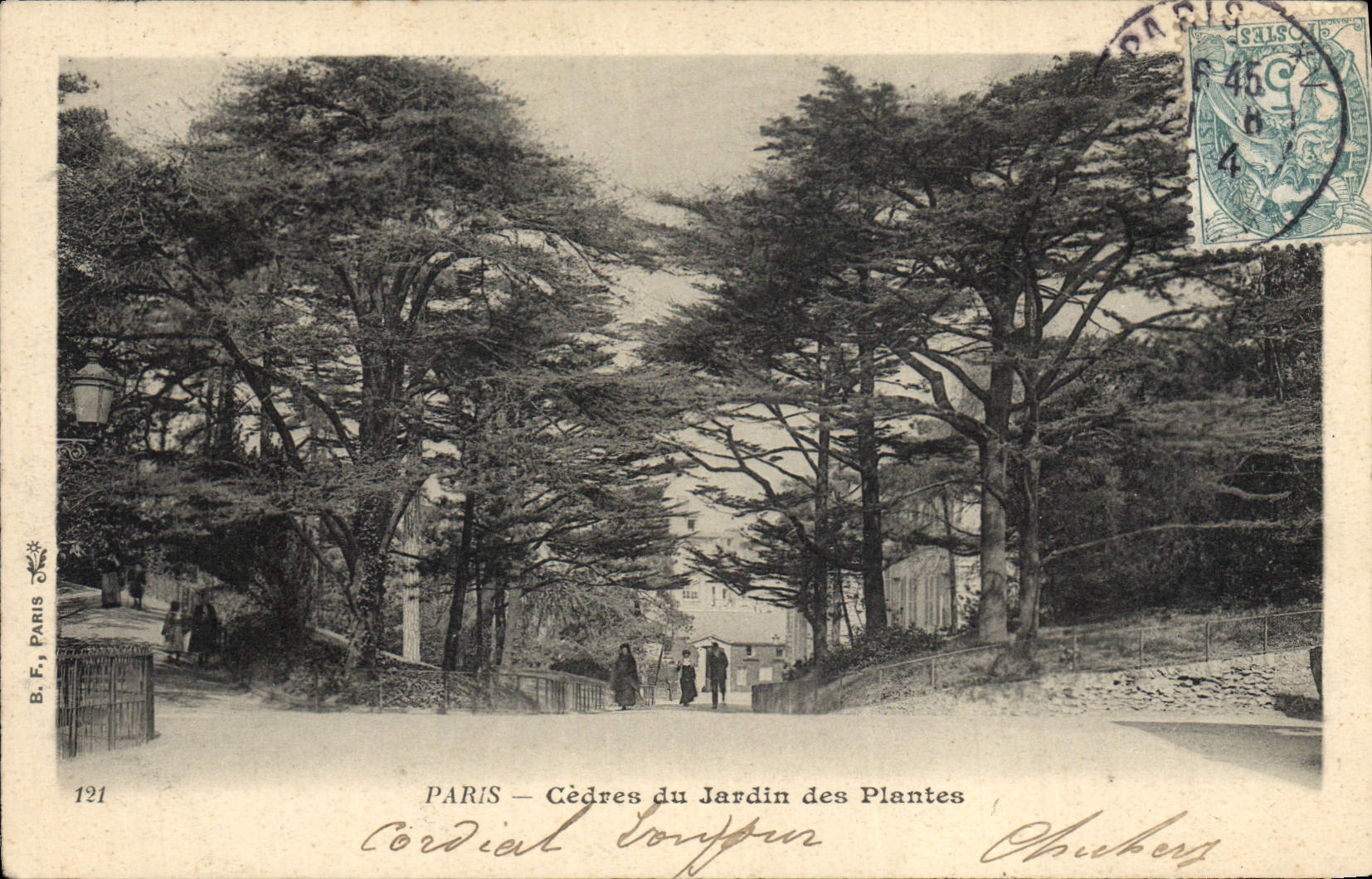 CPA Arbre Paris Cedres du Jardin des Plantes