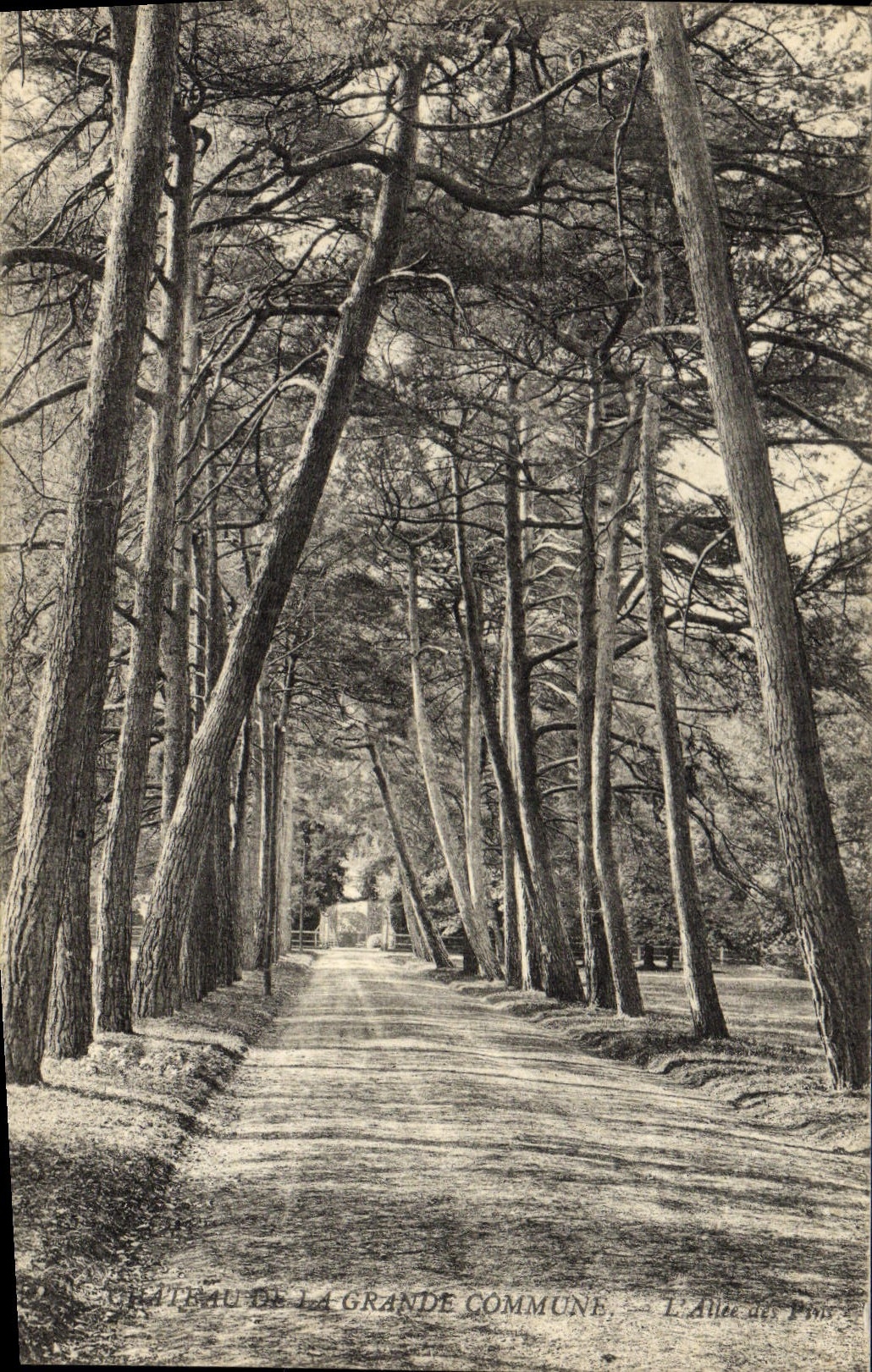 CPA Arbre Chateau de la Grande Commune L'allee des pins