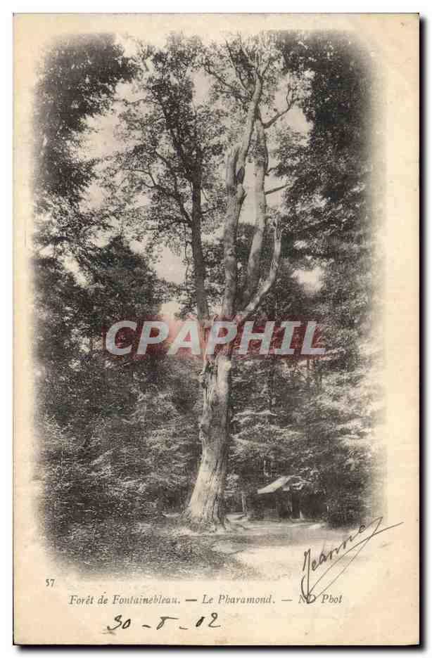 CPA Arbre Foret de Fontainebleau Le Pharamond
