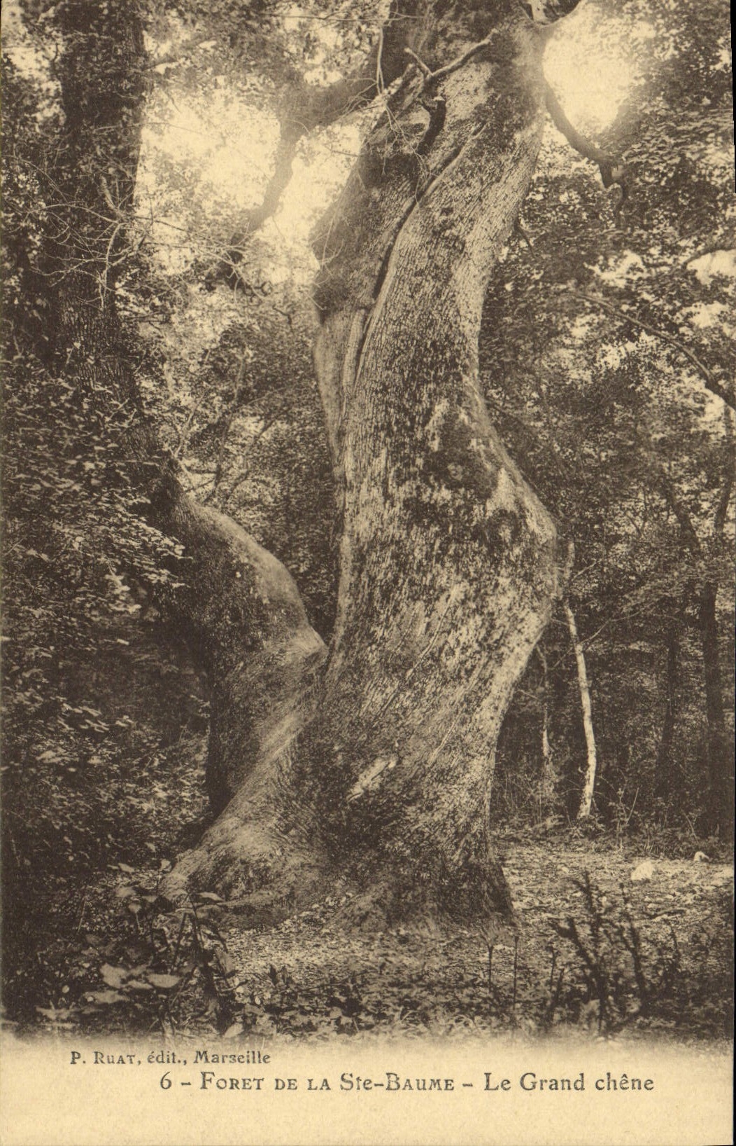 CPA Arbre Foret de la Ste Baume Le grand chene 