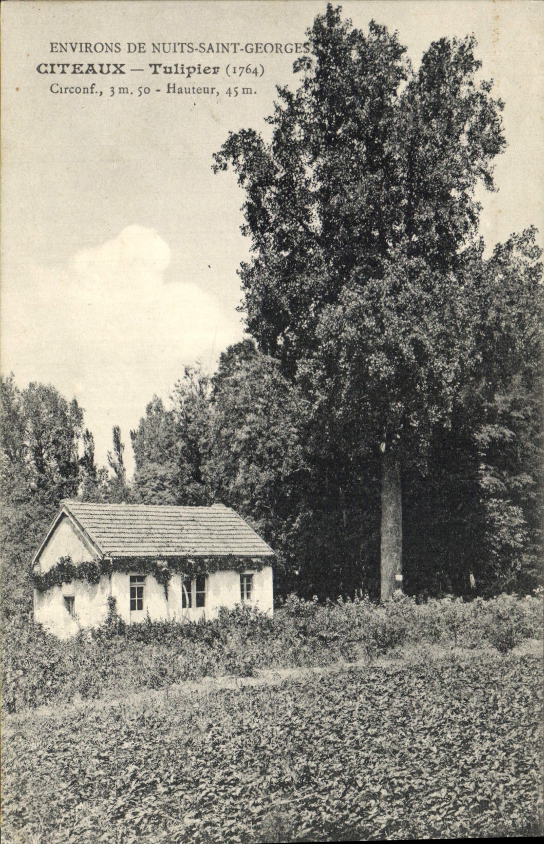 CPA Arbre Citeaux Tulipier Environs de Nuits Saint Georges