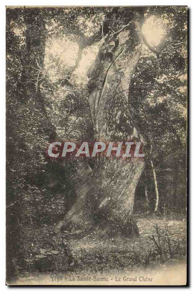 CPA Arbre La Sainte Baume Le grand chene 