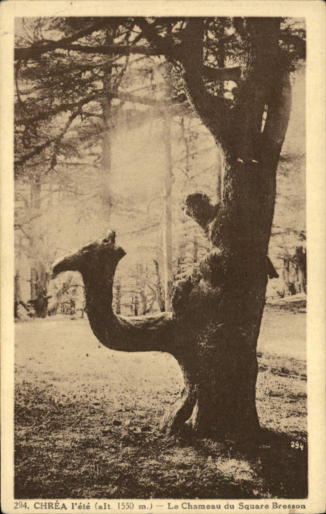 CPA Arbre Chrea Le chameau du square Bresson