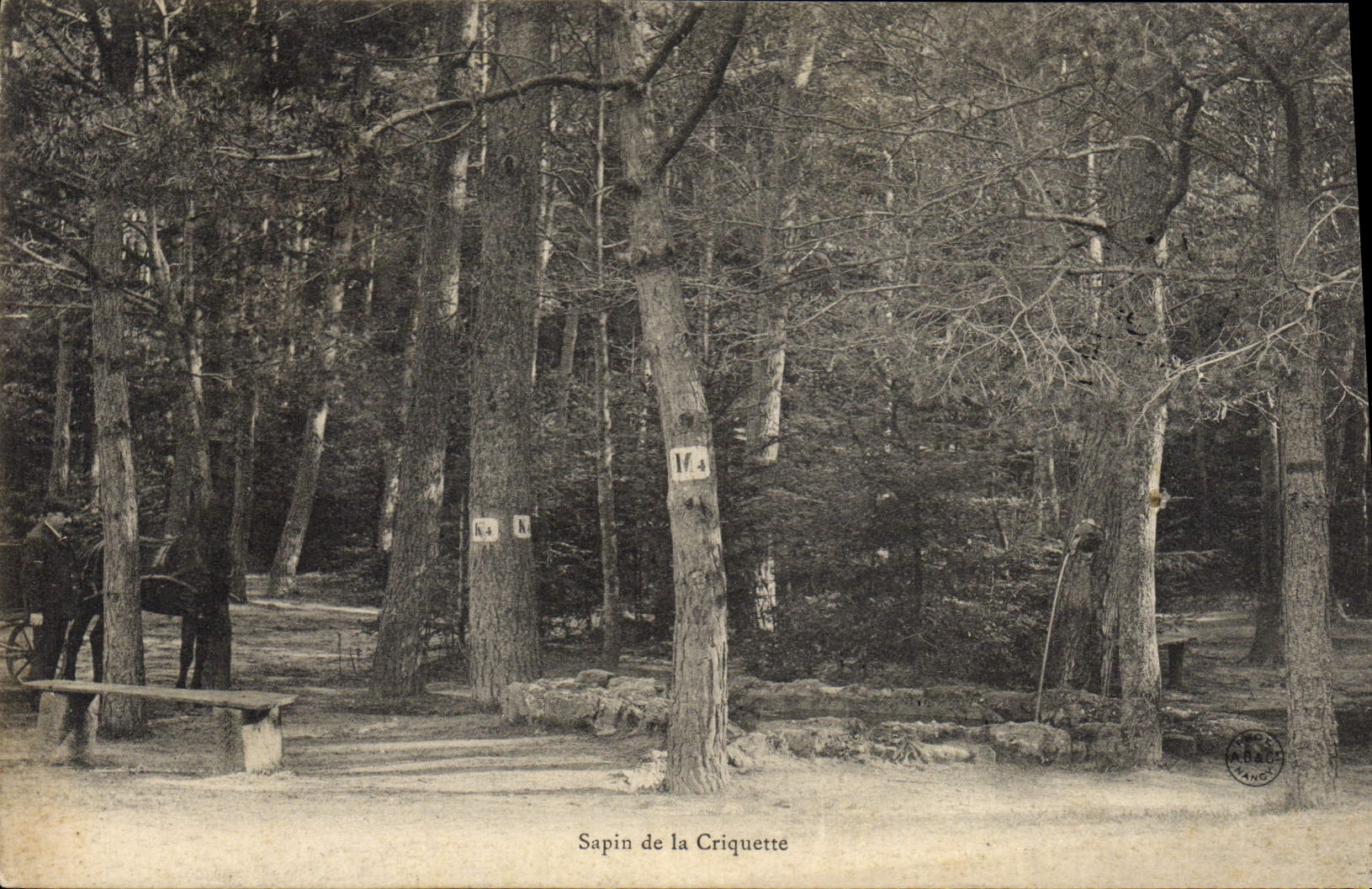 CPA Arbre Sapin de la Criquette