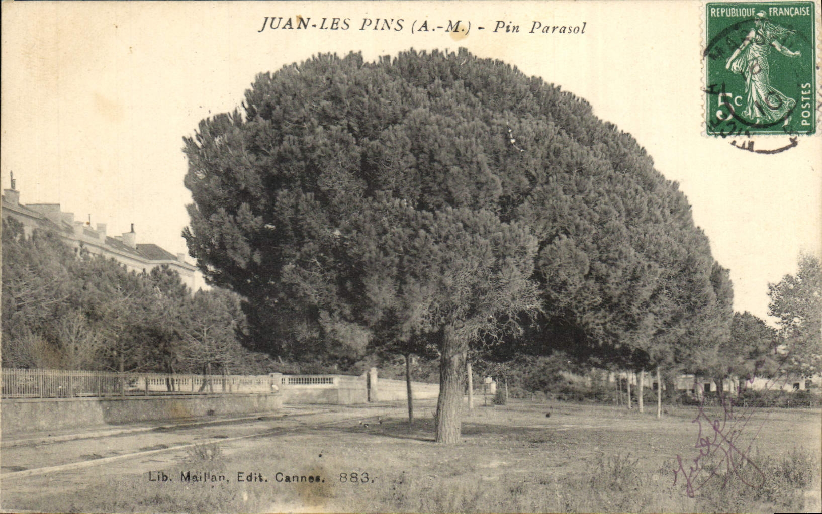 CPA Arbre Juan les pins Pin Parasol