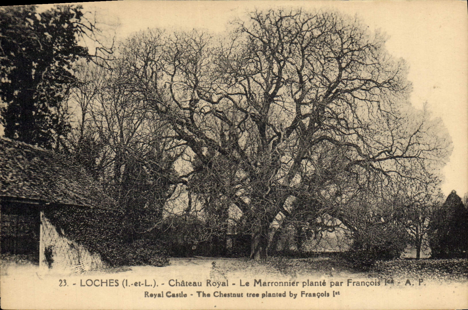 CPA Arbre Loches Chateau royal Le marronnier plante par Francois 1er 