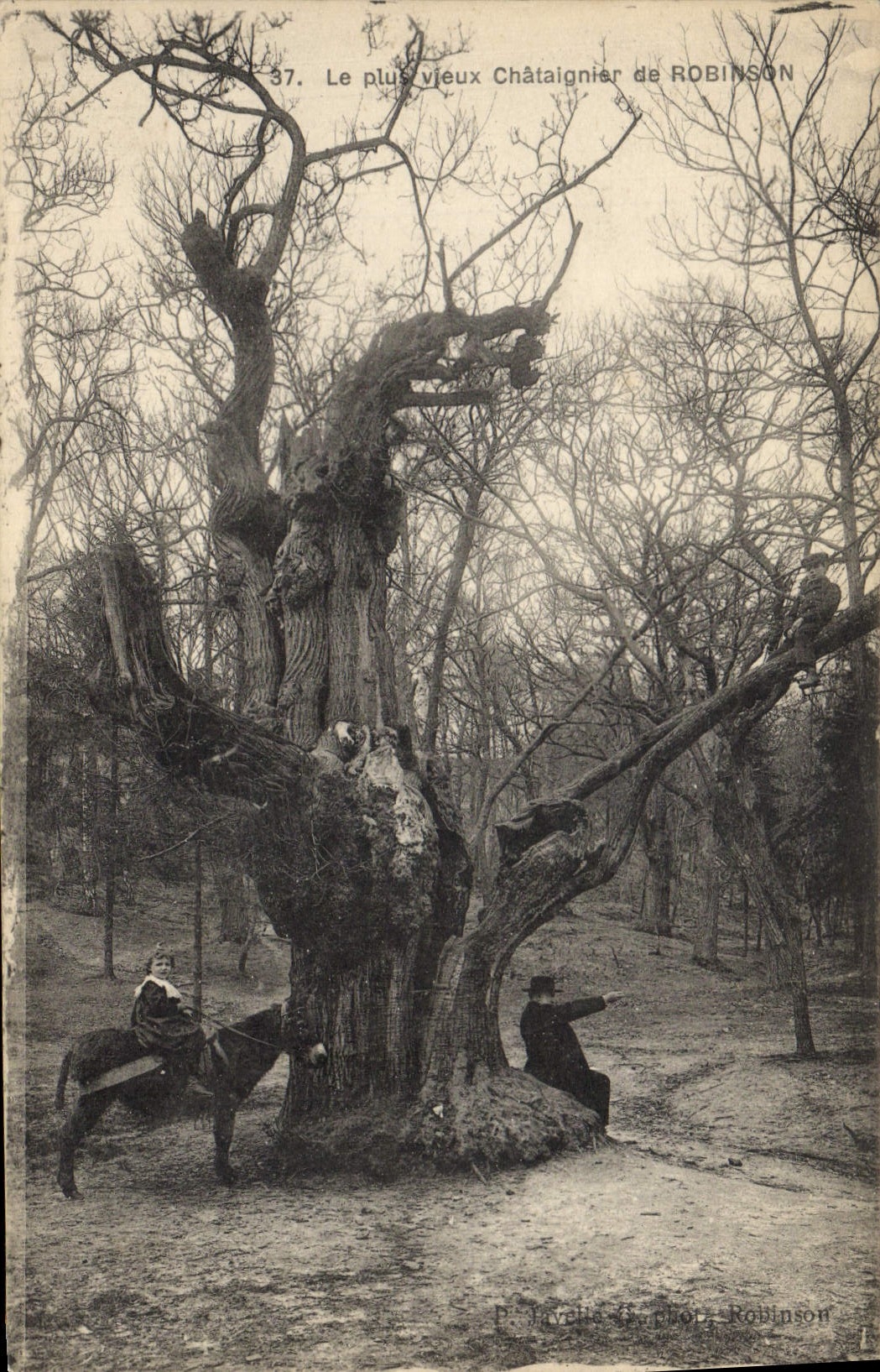 CPA Arbre Le plus vieux chataignier de Robinson Cheval Enfant