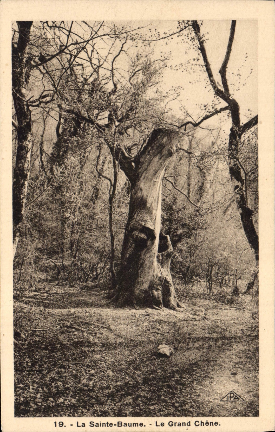 CPA Arbre la Sainte Baume Le grand chene 
