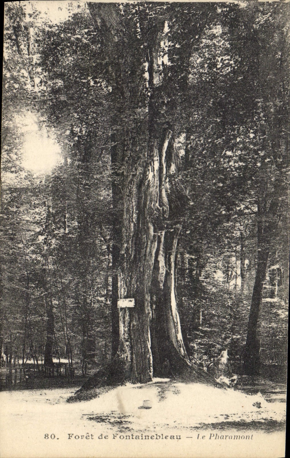 CPA Arbre Foret de Fontainebleau Le Pharamond