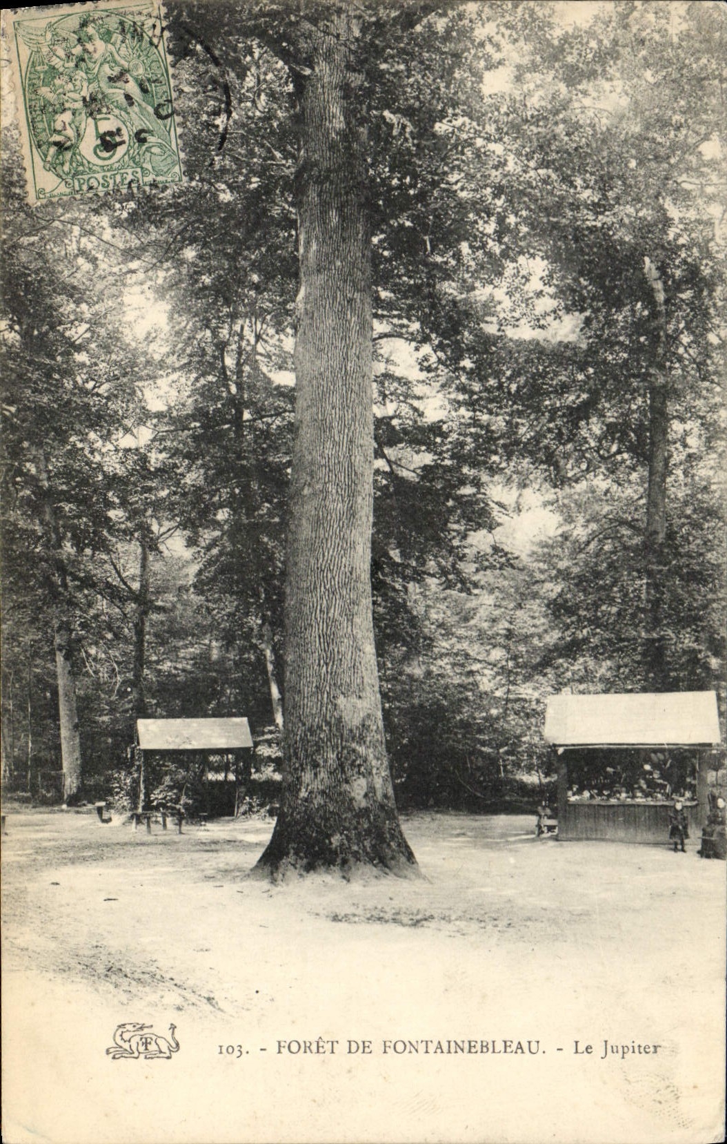 CPA Arbre Foret de Fontainebleau Le Jupiter