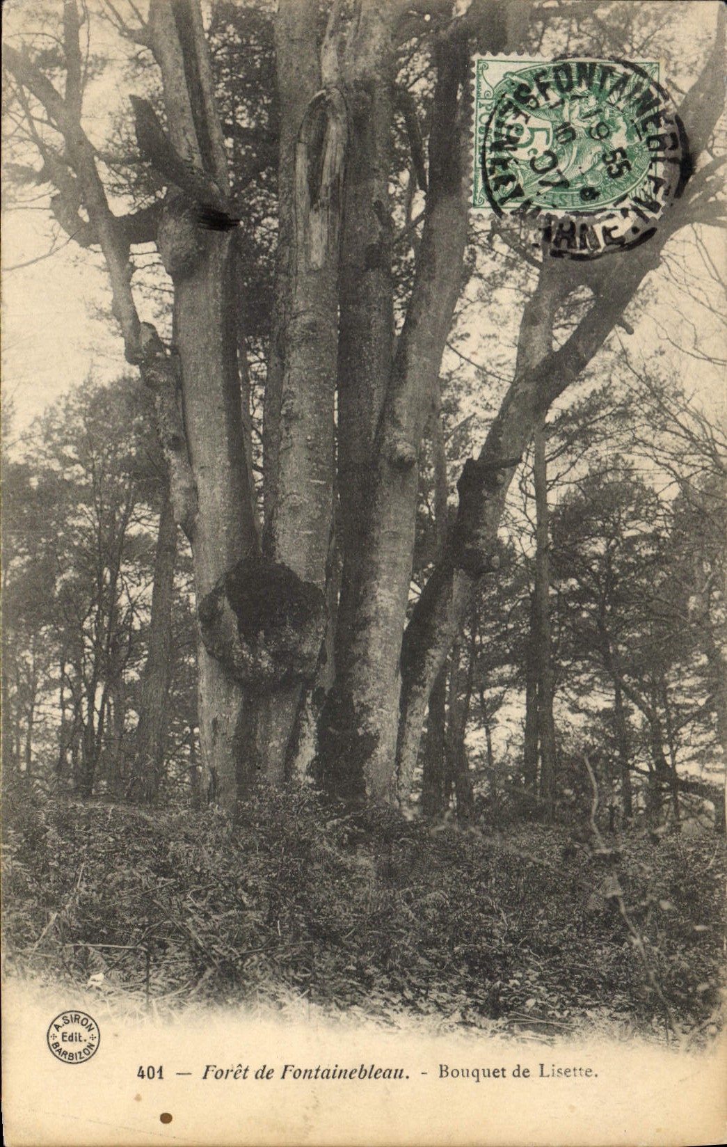 CPA Arbre Foret de Fontainebleau Bouquet de Lisette
