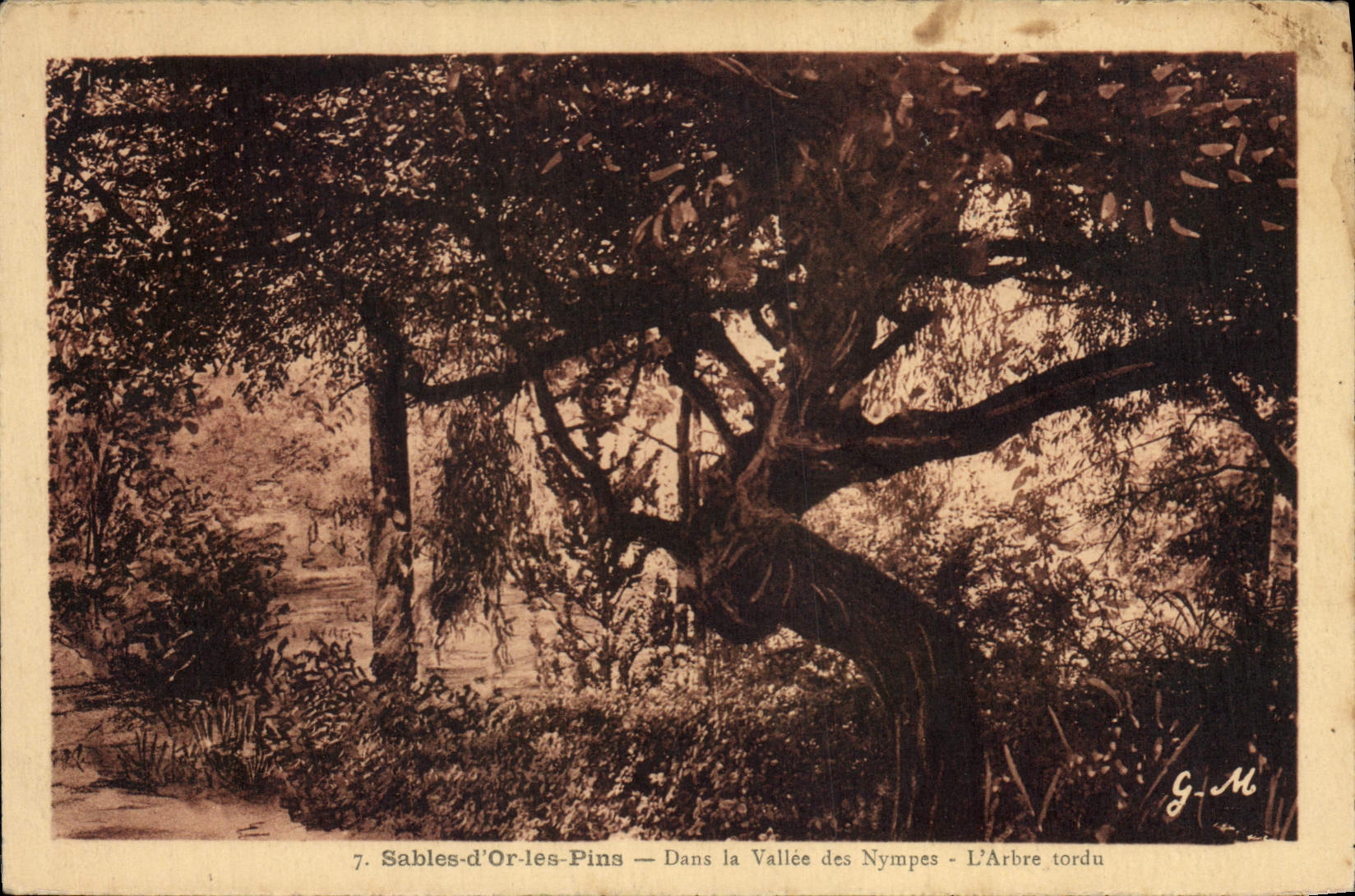 CPA Arbre Sables d'Or les Pins Dans la vallee des Nymphes L'arbre tordu