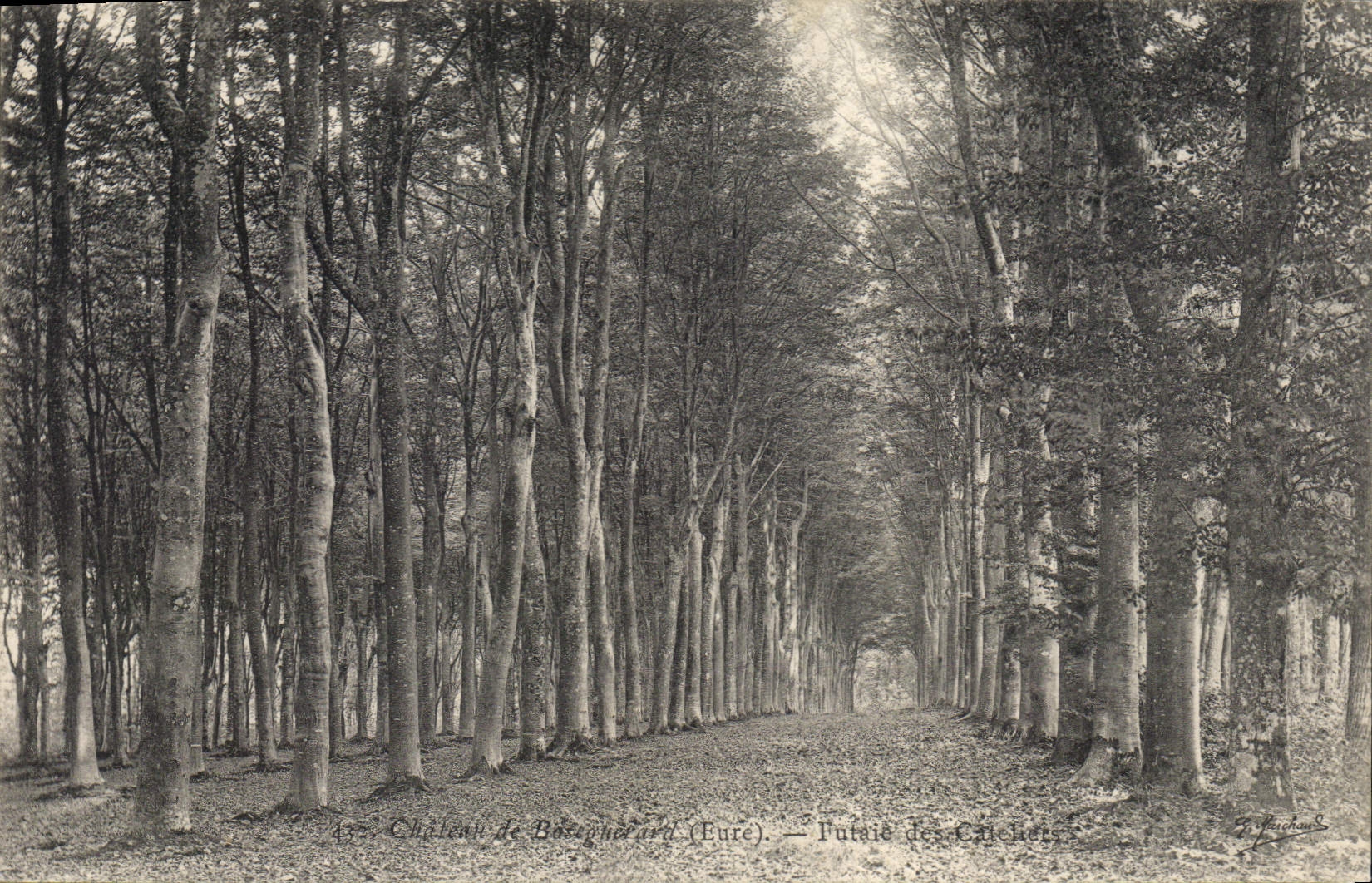 CPA Arbre Chateau de Bougneard Eure Futaie 