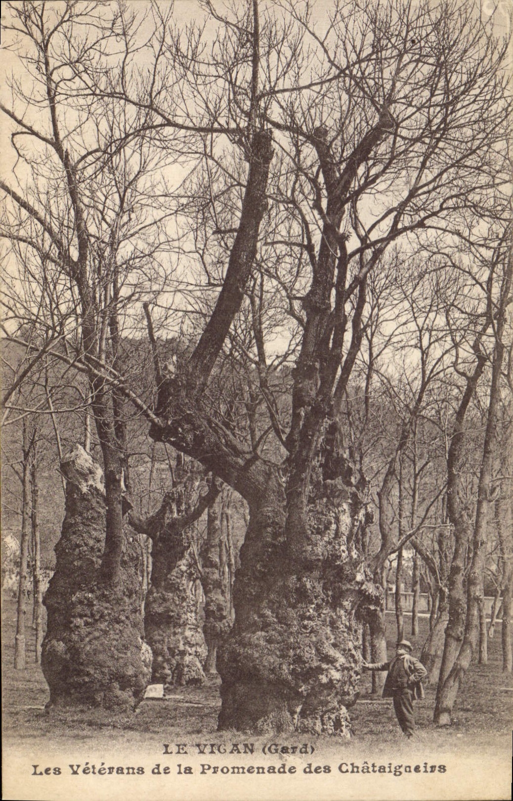 CPA Arbre Le Vigan Les veterans de la promenade des Chataigniers