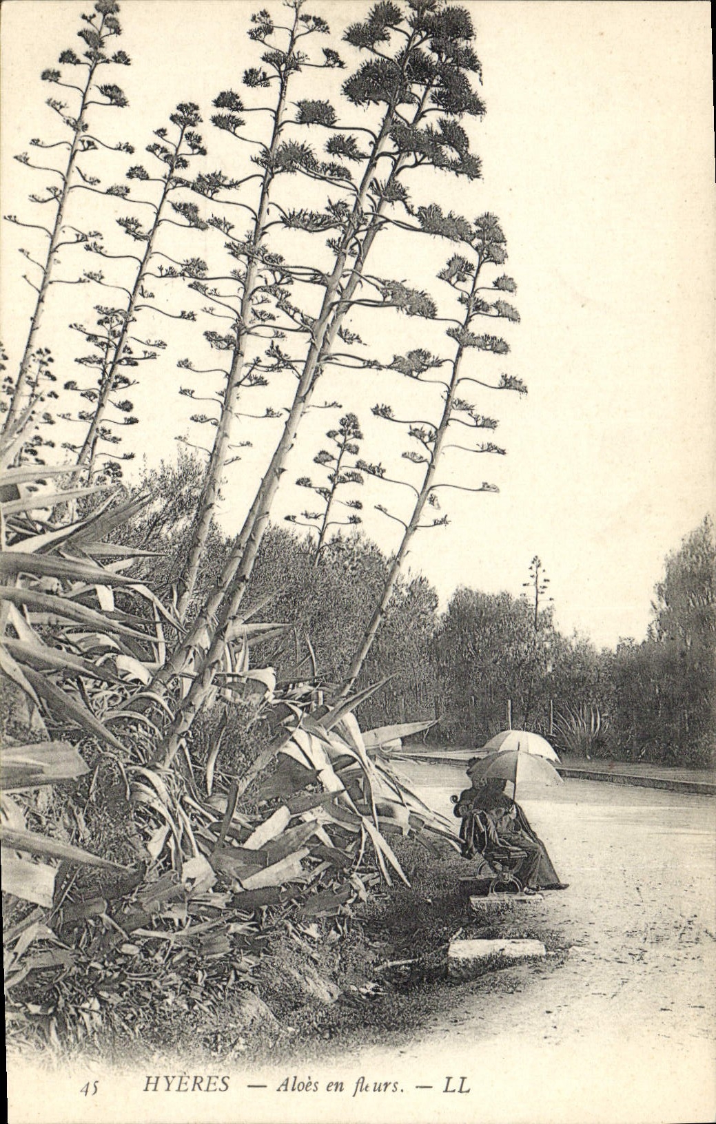CPA Hyeres Aloes en fleurs
