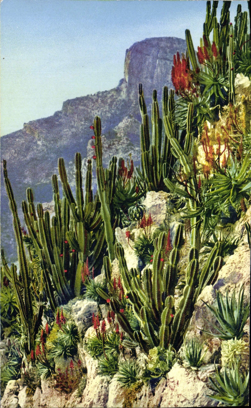 CPA Jardin exotique de Monaco Cereus et Aloes divers 